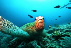 Θαλάσσια κλιματική αλλαγή: Μπορεί να επιβιώσει η θαλάσσια ζωή μας;
