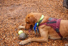 Οι χελώνες μειώνονται δραματικά και ζωολογικός κήπος εκπαίδευσε σκύλο που τις διασώζει