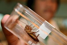 Η αναπαραγωγή της κατσαρίδας έχει πάρει μια περίεργη τροπή- Και φταίει ο άνθρωπος