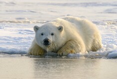 Polar bears found thriving despite lack of sea ice offer hope for species