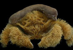 Ανακαλύφθηκε νέος, «φουντωτός» κάβουρας στη Δυτική Αυστραλία - «Φοράει» σφουγγάρι σαν καπέλο για προστασία 