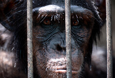 Αττικό Ζωολογικό Πάρκο: Θανάτωσαν χιμπατζή που διέφυγε από το κλουβί του