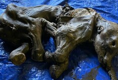 Frozen baby mammoth discovered in Yukon excites Canada