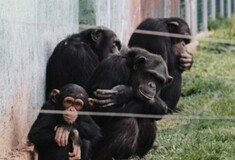 Κυβερνητική παρέμβαση για τη θανάτωση χιμπατζή στο Αττικό Ζωολογικό Πάρκο