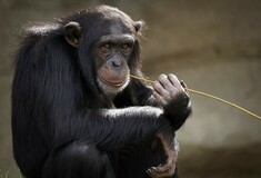 Θανάτωση χιμπατζή: Εμπειρογνώμονες κάνουν έρευνα στο Αττικό Πάρκο σήμερα - «Ακραίο περιστατικό»