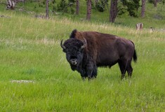 Νέα επίθεση από βίσονα στο πάρκο Yellowstone, η τρίτη για φέτος