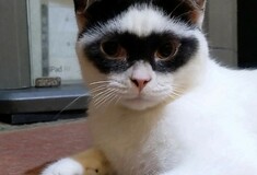 Ένα πανέμορφο γατάκι με φυσική «μάσκα Ζορό» έχει γίνει viral στο TikTok 
