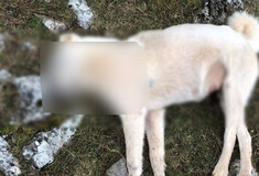 Καβάλα: Αναζητούνται οι δράστες που θανάτωσαν 12 σκυλιά