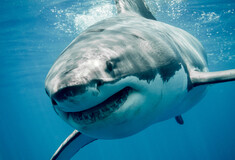 We’re going to need a bigger boat: the rise of the megashark
