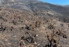 Φωτιά στο Ρέθυμνο: Στάχτη 300 στρέμματα αυτόριζων αμπελώνων στους Μελάμπες - Αγώνας για ανασύσταση της γης