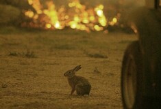Φωτιά στη Δαδιά: Η συγκλονιστική φωτογραφία με έναν λαγό μπροστά στις φλόγες