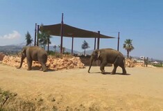 Αμυράς: «Πάρκα σαν το Αττικό Ζωολογικό Πάρκο δεν έχουν καμία θέση στη σύγχρονη εποχή»