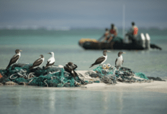 Birds and Debris: Πουλιά σε όλο τον κόσμο ζουν μέσα στα πλαστικά σκουπίδια των ανθρώπων