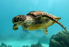 Γιατί το 99% των θαλάσσιων χελωνών που γεννιούνται είναι γένους θηλυκού;