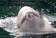 Ανησυχία για την «ελλιποβαρή» φάλαινα μπελούγκα που εντοπίστηκε στο Σηκουάνα - Με drone η παρακολούθησή της 