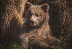 Αρκούδα με τα δύο αρκουδάκια της έκανε βόλτες στην πόλη της Καστοριάς – Επιχείρηση απομάκρυνσης