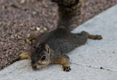 Νέα Υόρκη: «Μην ανησυχήσετε αν δείτε τους σκίουρους μπρούμυτα»