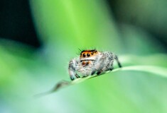 Do spiders sleep? Study suggests they may snooze like humans