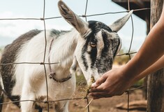 Η Βαρκελώνη «προσέλαβε» πρόβατα και κατσίκες για να προστατευτεί από τις φωτιές - Μια παμπάλαιη τεχνική