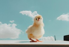 Κίνα: Οι κότες γεννούν λιγότερα αυγά λόγω καύσωνα και πτηνοτρόφοι τους βάζουν κλιματιστικά