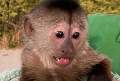 A primate suspect: Mischievous monkey in US zoo dials 911