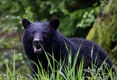 Φλώρινα: Άγνωστοι πυροβολούν και σκοτώνουν αρκούδες - Τρεις νεκρές, η μία θήλαζε ακόμη