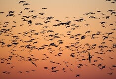 Τα αφρικανικά αποδημητικά πουλιά απειλούνται από την κλιματική αλλαγή