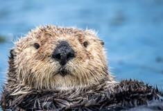 Οι κάστορες και τα φράγματά τους «έσωσαν» έναν υγρότοπο από την ξηρασία στην Αγγλία