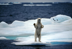 «Αναπόφευκτη πλέον» η μεγάλη άνοδος της στάθμης της θάλασσας, από το λιώσιμο των πάγων στη Γροιλανδία 