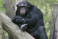 Ο κάθε χιμπατζής έχει τη δική του «υπογραφή» όταν χτυπά ρίζες δέντρων για να στείλει μήνυμα 