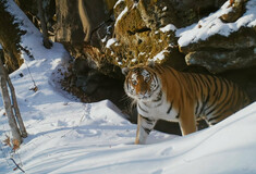 Τίγρη της Σιβηρίας vs πολική αρκούδα: Το «Frozen Planet II» μάγεψε ακόμα και τον Ντέιβιντ Ατένμπορο