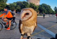 Θεσσαλονίκη: Έβγαλε βόλτα την κουκουβάγια του στον Λευκό Πύργο- Αντιδράσεις στα social media
