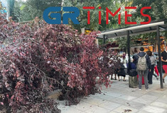 Πτώση δέντρου στη Θεσσαλονίκη