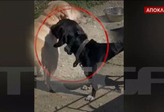 Υπόθεση κακοποίησης ζώου: Καταγγελία για βασανισμό σκύλου με ηλεκτροσόκ