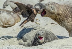 Οι νικητές του διαγωνισμού φωτογραφίας του Nature Conservancy 2022