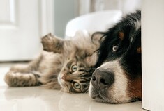 Γιατί οι γάτες κάνουν «πατουσάκια;» Γιατί οι σκύλοι μάς γλείφουν; Η επιστήμη εξηγεί 