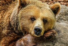 Από τις καφέ αρκούδες έως τους γκρίζους λύκους: Τα «κυνηγημένα» σαρκοφάγα της Ευρώπης πληθαίνουν