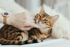 Θέλετε να ξέρετε αν σας αγαπά η γάτα σας; Αναζητείστε αυτά τα σημάδια