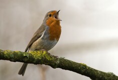 Τα πουλιά και το κελάηδισμα τους βοηθούν την ψυχική υγεία