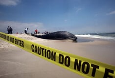 «Μια θλιβερή ιστορία για τις φάλαινες»: Τρώνε εκατομμύρια μικροπλαστικά απόβλητα κάθε ημέρα