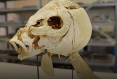 Δόντια από ψάρι ηλικίας 780.000 ετών αποκαλύπτουν τα πρώτα σημάδια μαγειρέματος