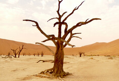 Γυμνό δένδρο σε ξηρασία