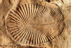 Ερευνητές εντόπισαν ίχνη από το αρχαιότερο «γεύμα» ζώου - Σε απολίθωμα ηλικίας 550 εκατ. ετών 