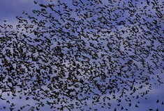 Εκατοντάδες πουλιά κατέκλυσαν τον ουρανό σε Εύβοια και Αργολίδα