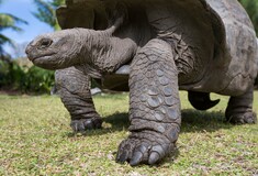 Ο Τζόναθαν, η γηραιότερη χελώνα στον κόσμο κλείνει τα 190 του χρόνια
