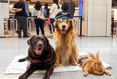 Στο αεροδρόμιο του Σαν Φρανσίσκο ένα γουρούνι, ένα κουνέλι και πολλοί σκύλοι «ηρεμούν» τους αγχωμένους ταξιδιώτες