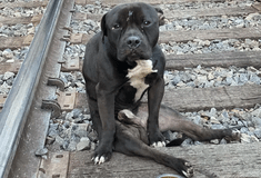 Εγκατέλειψαν παράλυτο σκύλο σε ράγες τρένου: «Τον άφησαν για να πεθάνει»