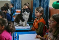 «Σχολείο με Πατούσες»: Το δημοτικό στην Τουρκία που φιλοξενεί περισσότερες γάτες από μαθητές	