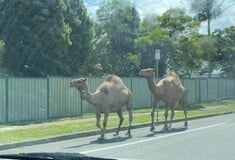 Αυστραλία: Καμήλες το έσκασαν από φάτνη για τα Χριστούγεννα και έκαναν βόλτες στους δρόμους