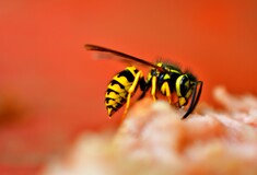 Οι αρσενικές σφήκες δεν έχουν κεντρί, αλλά μπορούν να τσιμπήσουν τον θηρευτή τους με το πέος τους - Έρευνα 